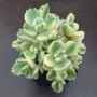 Котиледон (COTYLEDON tomentosa variegata LADY SMITHENSIS VARIEGATED)