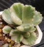 Котиледон (COTYLEDON tomentosa variegata LADY SMITHENSIS VARIEGATED)