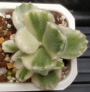 Котиледон (COTYLEDON tomentosa variegata LADY SMITHENSIS VARIEGATED)