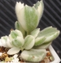 Котиледон (COTYLEDON tomentosa variegata LADY SMITHENSIS VARIEGATED)