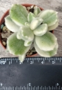Котиледон (COTYLEDON tomentosa variegata LADY SMITHENSIS VARIEGATED)