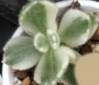 Котиледон (COTYLEDON tomentosa variegata LADY SMITHENSIS VARIEGATED)