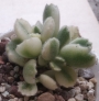 Котиледон (COTYLEDON tomentosa variegata LADY SMITHENSIS VARIEGATED)
