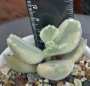 Котиледон (COTYLEDON tomentosa variegata LADY SMITHENSIS VARIEGATED)