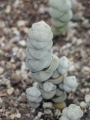 Красула арта (Crassula arta plegmathoides)