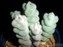 Красула арта (Crassula arta plegmathoides)