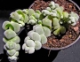 Красула арта (Crassula arta plegmathoides)