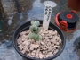 Красула арта (Crassula arta plegmathoides)