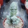 Красула арта (Crassula arta plegmathoides)