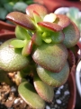 Красула (Crassula)