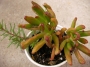 Красула (Crassula argentea Coral, Crassula gollum)