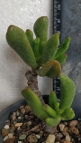 Красула (Crassula argentea Coral, Crassula gollum)