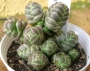 красула crassula