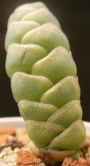 Красула (Crassula barklyi)