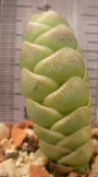 Красула (Crassula barklyi)