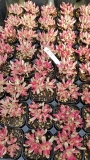 Красула (Crassula candy cane)