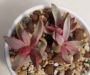 Красула (Crassula candy cane)
