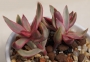 Красула (Crassula candy cane)