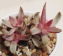 Красула (Crassula candy cane)