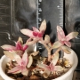 Красула (Crassula candy cane)
