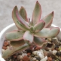 Красула (Crassula candy cane)