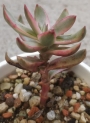 Красула (Crassula candy cane)