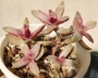Красула (Crassula candy cane)
