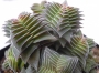 Красула (Crassula capitella ssp. thyrsiflora)