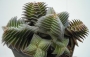 Красула (Crassula capitella ssp. thyrsiflora)