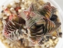 Красула (Crassula capitella ssp. thyrsiflora)