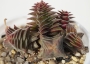 Красула (Crassula capitella ssp. thyrsiflora)