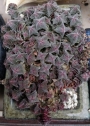 Красула (Crassula capitella ssp. thyrsiflora)