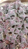 Красула (Crassula capitella ssp. thyrsiflora)