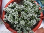 Красула (CRASSULA coralina)