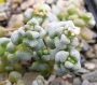 Красула (CRASSULA coralina)