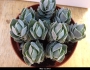Красула (Crassula cv. Ivory Pagoda)