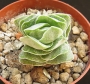 Красула (Crassula cv. Ivory Pagoda)