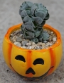 Красула (Crassula cv. Ivory Pagoda)
