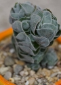 Красула (Crassula cv. Ivory Pagoda)