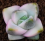 Красула (Crassula cv Moonglow 기천금)
