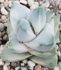 Красула (Crassula cv Moonglow 기천금)