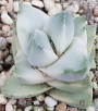 Красула (Crassula cv Moonglow 기천금)