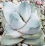 Красула (Crassula cv Moonglow 기천금)