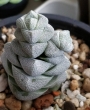 Красула (Crassula deceptor)