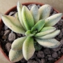 Красула (Crassula Justice Corderoyi variegated variegata)