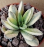 Красула (Crassula Justice Corderoyi variegated variegata)
