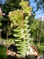 Красула (Crassula lycodioides)
