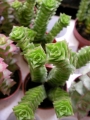 Красула (Crassula lycodioides)