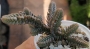 Красула (Crassula lycopodioides)