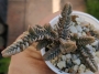 Красула (Crassula lycopodioides)